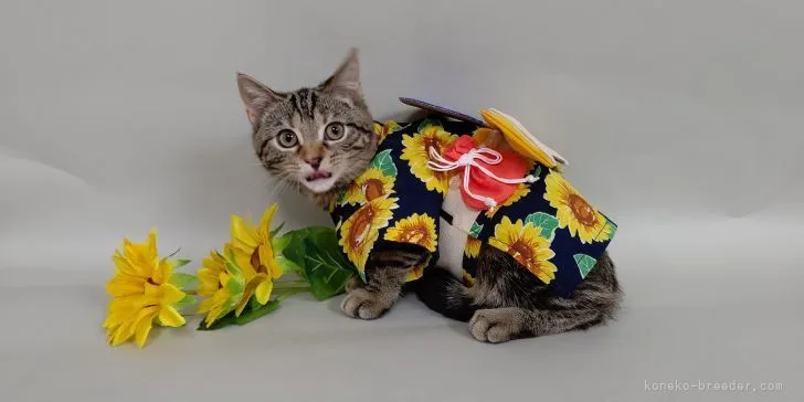 シン 様のお迎えした子猫