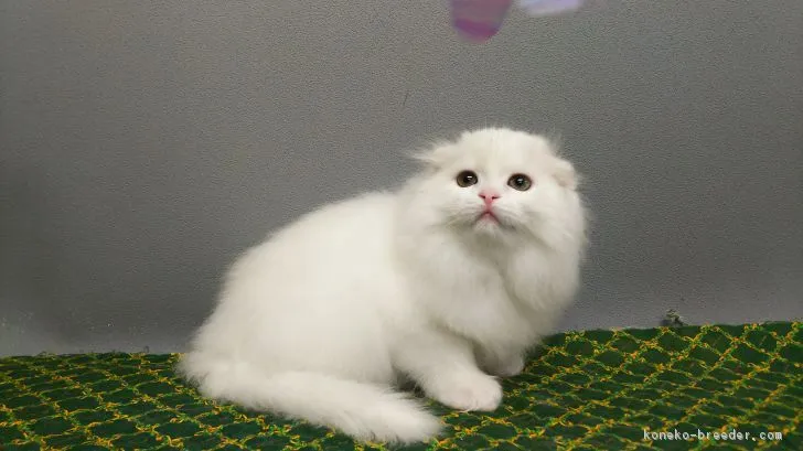 ID:1711-00449の子猫