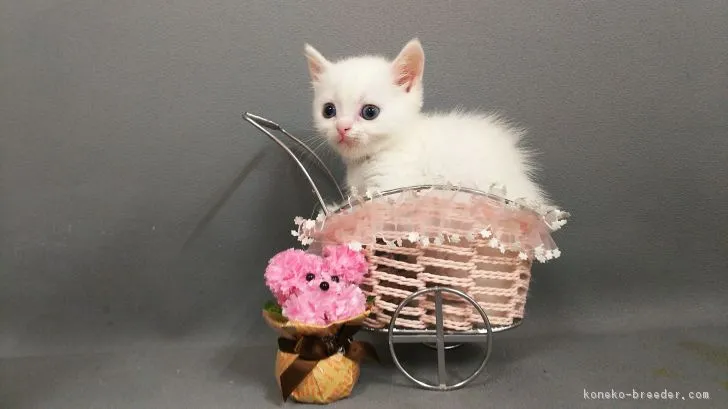 タコタン 様のお迎えした子猫