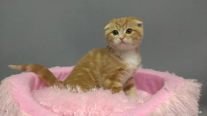 ID:1602-00307の子猫