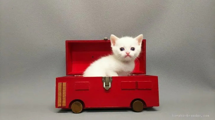 ID：1803-00060の子猫