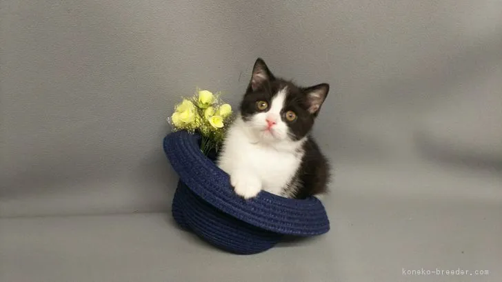 ID:1804-00716の子猫