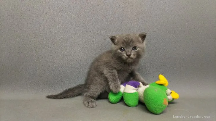 ID：1708-00084の子猫