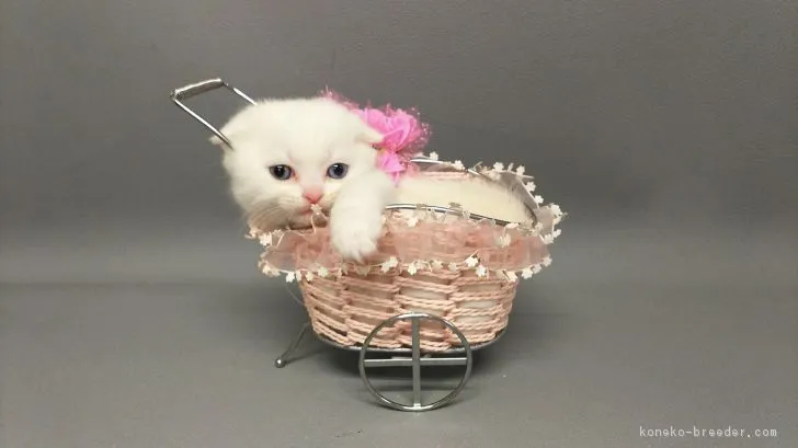 Sio 様のお迎えした子猫