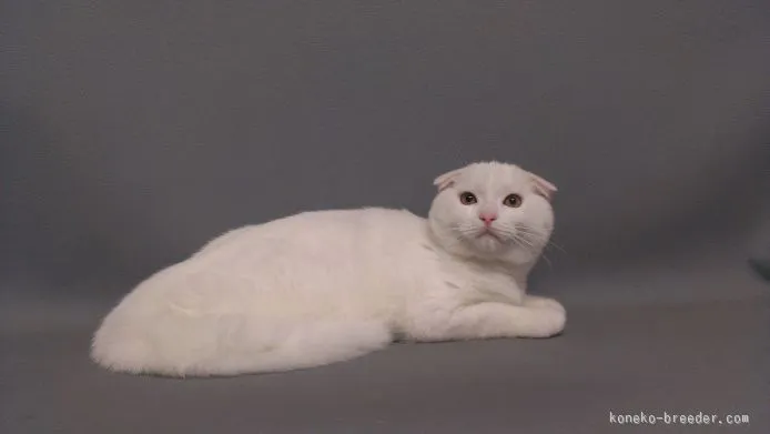 矢吹餅朗 様のお迎えした子猫