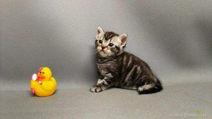 ID：1710-01110の子猫