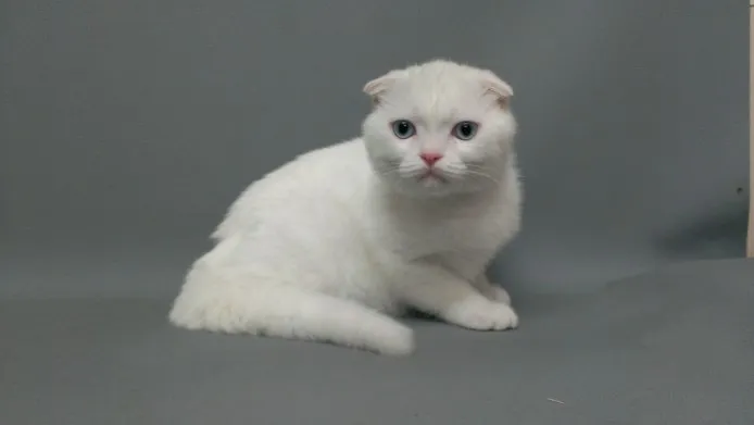 ID：1404-00115の子猫