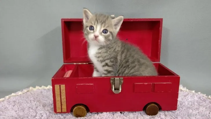 ID:2007-01732の子猫