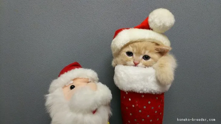 ID:1611-00605の子猫