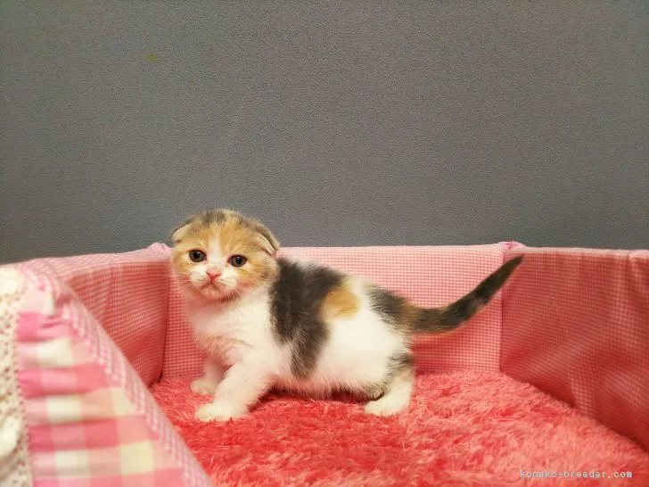 ID：1709-00603の子猫