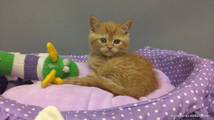 ID：1604-00768の子猫