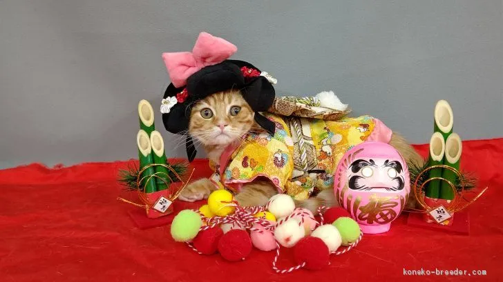 ID：2010-01910の子猫