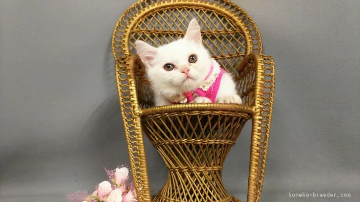 みるちん 様のお迎えした子猫