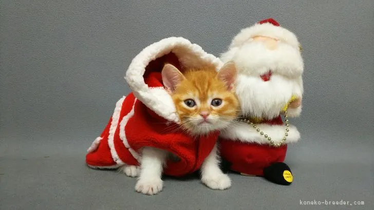 ID：1611-00604の子猫