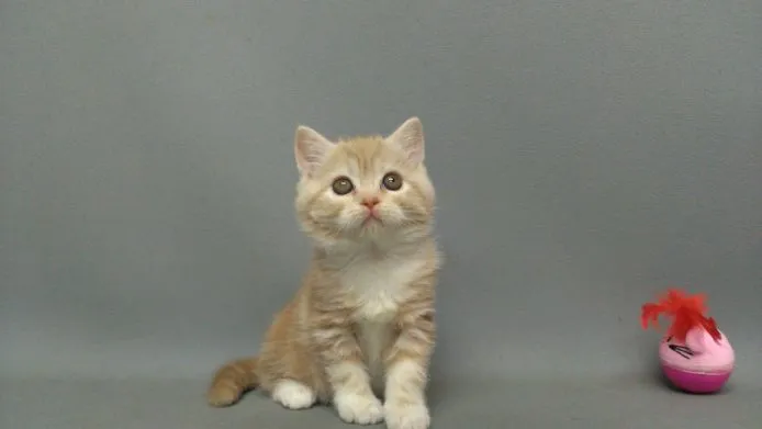 アミちゃんママ 様のお迎えした子猫