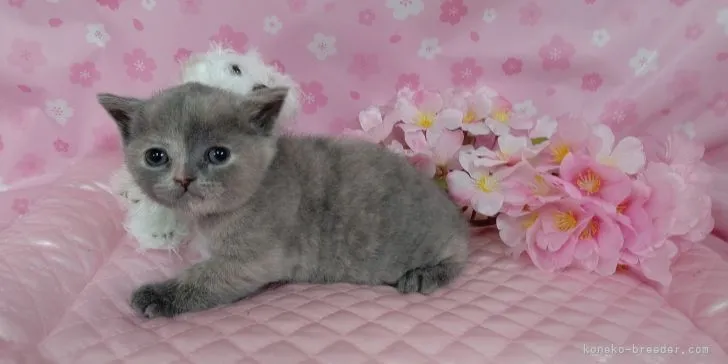 ID:2202-01381の子猫