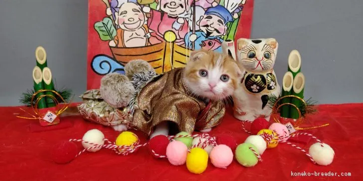 ID：2012-00394の子猫