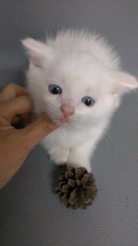 スコティッシュフォールド【長野県・男の子・2014年3月15日・ホワイト（ショートヘアー）】の写真「ブルーアイが綺麗な真っ白な子です。」