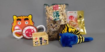 スコティッシュストレート【長野県・女の子・2020年12月2日・ブラウンパッチドタビー（ショートヘアー）】の写真「丸顔の甘えん坊の、可愛い子です。」