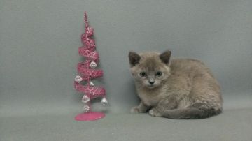 トンキニーズ【長野県・女の子・2015年10月3日・ブルーミンク（ショートヘアー）】の写真「まだあかちゃんで抱っこが好きな甘えん坊です。」