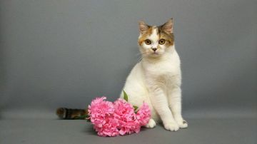 スコティッシュフォールド【長野県・女の子・2016年7月25日・キャリコバン（ショートヘアー）】の写真「末っ子みたいに小さくてかわいい子です」