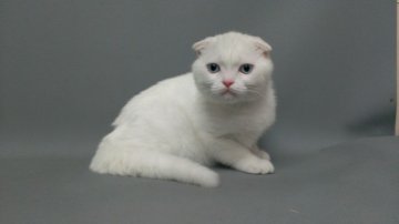 スコティッシュフォールド【長野県・男の子・2014年3月15日・ホワイト（ショートヘアー）】の写真「福々しいお顔のおっとりした子です。」