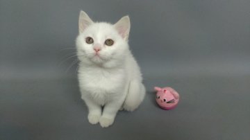 スコティッシュフォールド【長野県・女の子・2014年3月30日・ホワイト（ショートヘアー）】の写真「甘えん坊な可愛い子です。」