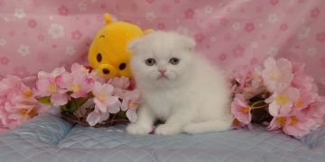 スコティッシュフォールド(折れ耳)【長野県・男の子・2022年1月26日・ホワイト（ショートヘアー）】の写真「真っ白フワモコ、まん丸顔が福々しいです。」