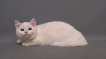 スコティッシュフォールド【長野県・女の子・2015年11月1日・ホワイト（ショートヘアー）】の写真「久しぶりに生まれたオッドアの可愛らしい女の子です」
