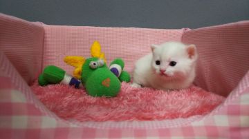 スコティッシュフォールド【長野県・男の子・2017年3月5日・ホワイト（ショートヘアー）】の写真「きれいな顔立ちのイケメン君です。」