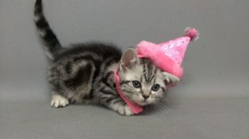 アメリカンショートヘア【長野県・女の子・2015年9月25日・シルバータビー（ショートヘアー）】の写真「まあるい頭とお顔が可愛い子です。」