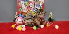 スコティッシュフォールド(折れ耳)【長野県・男の子・2020年11月7日・ブラウンタビー】の写真1「ナナオ君です。よろしくね🎍」