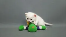 スコティッシュフォールド【長野県・男の子・2017年3月5日・ホワイト】の写真3「新しいパパ、ママはどこかなー。メロメロにしちゃうよー。」