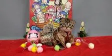 スコティッシュフォールド(折れ耳)【長野県・男の子・2020年11月7日・ブラウンタビー】の写真3「お正月がまちどうしいな♪」