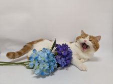 スコティッシュストレート【・男の子・2024年1月17日・レッドタビー&ホワイト】「紫陽花とあくびしちゃった」