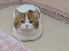 スコティッシュストレート【・男の子・2024年1月17日・レッドタビー&ホワイト】「前足ないない」