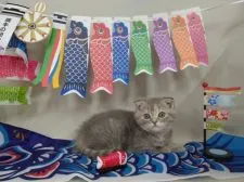 スコティッシュフォールド(折れ耳)【長野県・女の子・2022年2月17日・ブルークリーム】の写真4「フワモコの毛は、優しい薄いブルークリーム。なつっこい、甘えん坊です😺」