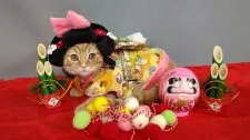 スコティッシュストレート【長野県・女の子・2020年9月15日・レッドタビー】の写真4「ズラをかぶって、記念撮影💖」