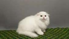 スコティッシュフォールド(折れ耳)【長野県・男の子・2017年10月5日・ホワイト】の写真5「キング君に会いに来てねー❗️」