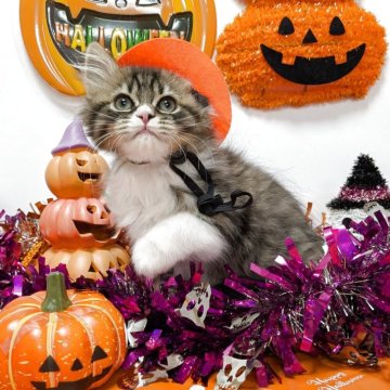 スコティッシュストレート【長野県・男の子・2025年8月11日・ブラウンタビー&ホワイト（ロングヘアー）】の写真「フワモコのイケメンのコナン君です」