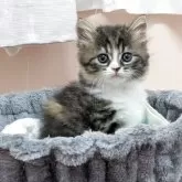 スコティッシュストレート