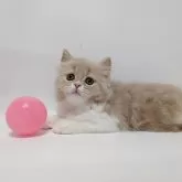 スコティッシュストレート
