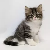 スコティッシュストレート
