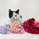 スコティッシュストレート