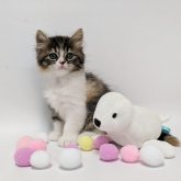 スコティッシュストレート