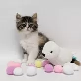 スコティッシュストレート
