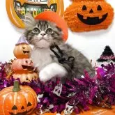 スコティッシュストレート