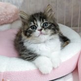 スコティッシュストレート