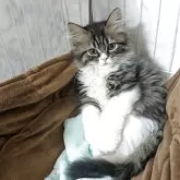 スコティッシュストレート【長野県・男の子・2025年8月11日・ブラウンタビー&ホワイト】の写真2「ハンモックでまったり」