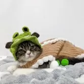 スコティッシュストレート【長野県・男の子・2025年8月11日・ブラウンタビー&ホワイト】の写真3「寒くなってきたから毛糸の帽子とお洋服を着たよ」